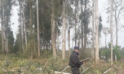 Murió aplastado por un tronco de eucalipto en Garuhapé-Mí