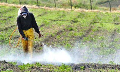 Extienden hasta 2030 el uso de glifosato para productores misioneros