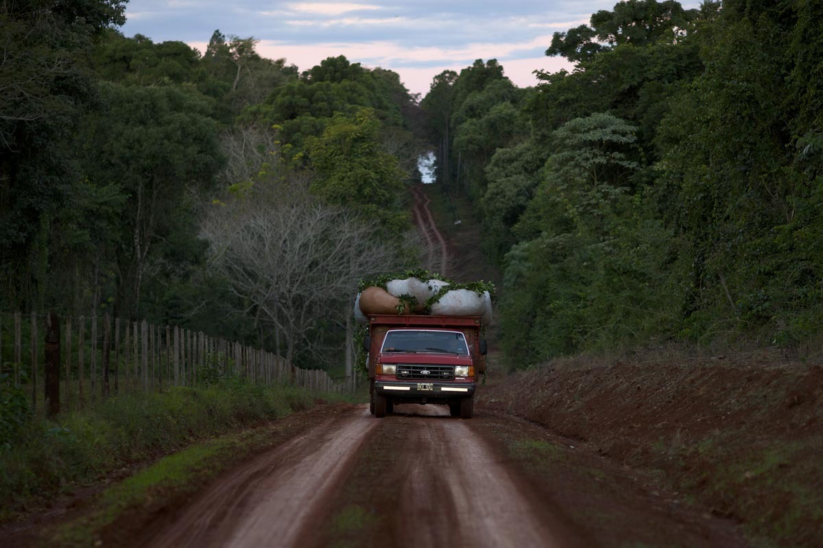 Desregulación yerbatera: la Afip ya no exigirá “hoja de ruta”