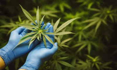 Usuario de cannabis medicinal propone que Misiones tenga su propio Reprocann