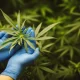 Usuario de cannabis medicinal propone que Misiones tenga su propio Reprocann