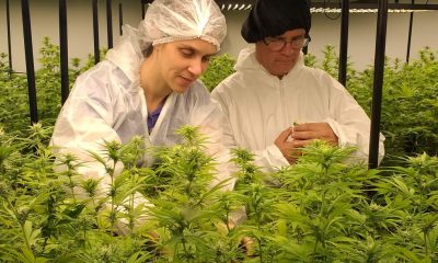 Inscripción abierta para curso de cannabis sativa L. en el ámbito de la salud