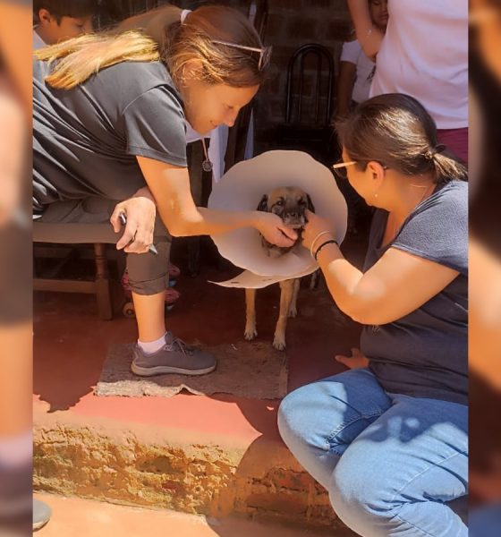 Chino, un perro al que chocaron y abandonaron, necesita ayuda