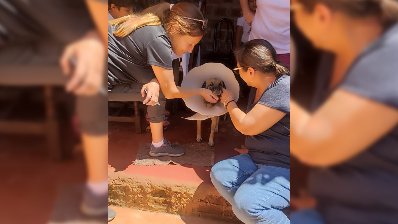 Chino, un perro al que chocaron y abandonaron, necesita ayuda