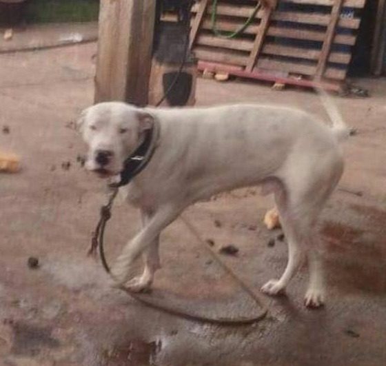 Niña fue atacada por un dogo en Itaembé Miní: “Tiene pesadillas y dolores”