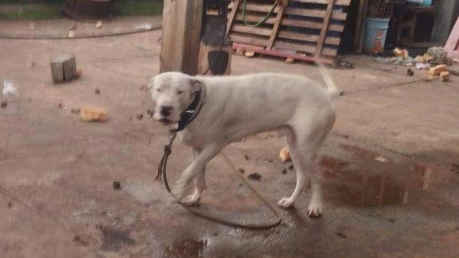 Niña fue atacada por un dogo en Itaembé Miní: “Tiene pesadillas y dolores”