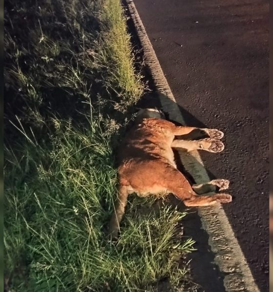 puma iguazú