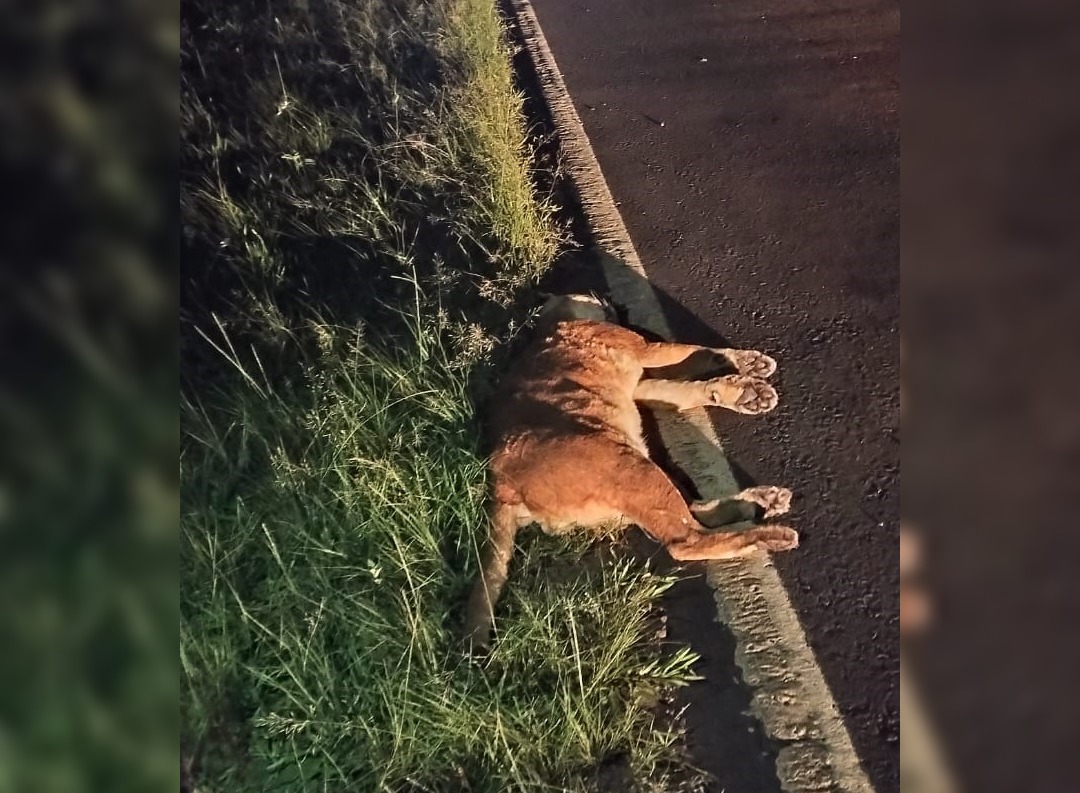 puma iguazú