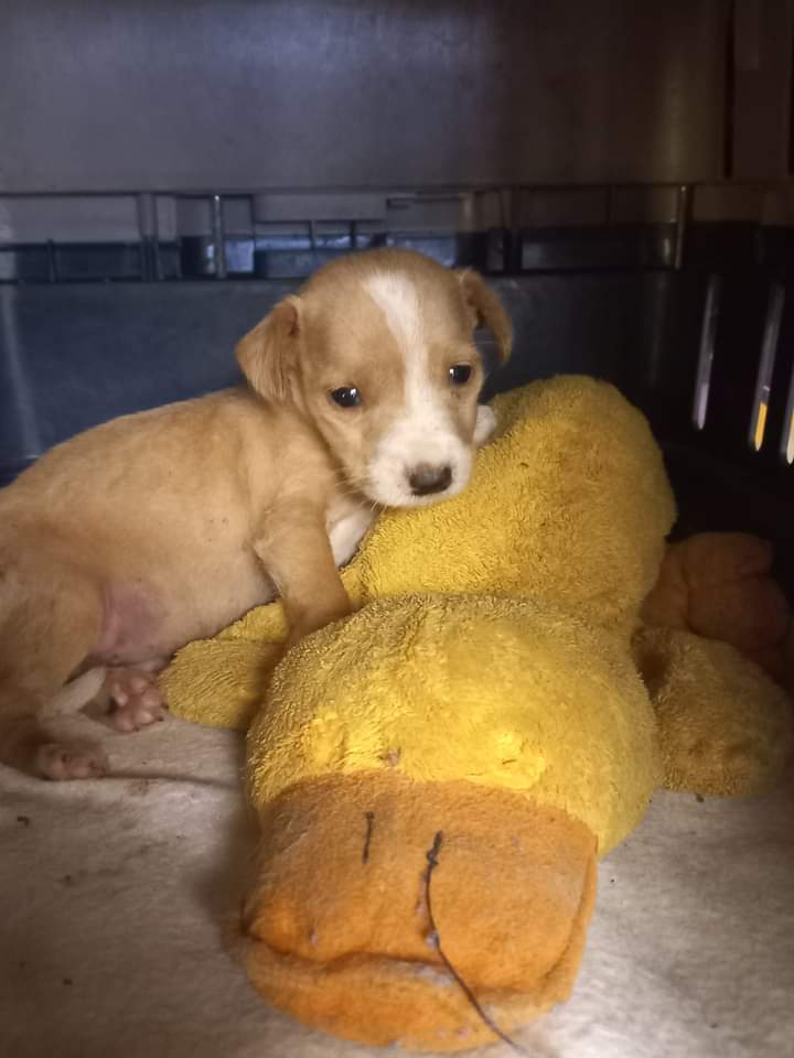 Un perro rescatado del abandono se transformó en el embajador de Animal World imagen-9