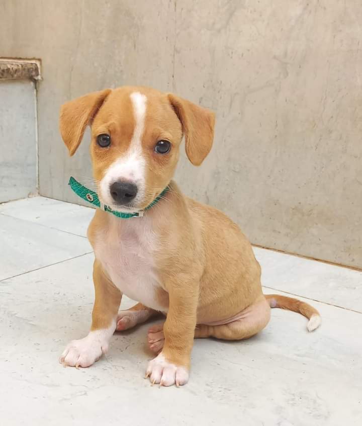 Un perro rescatado del abandono se transformó en el embajador de Animal World imagen-7