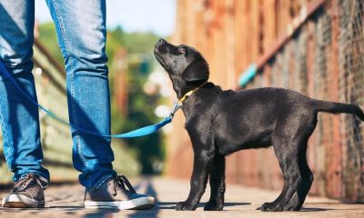 Realizarán esta semana el primer censo de mascotas en Posadas