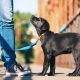 Realizarán esta semana el primer censo de mascotas en Posadas