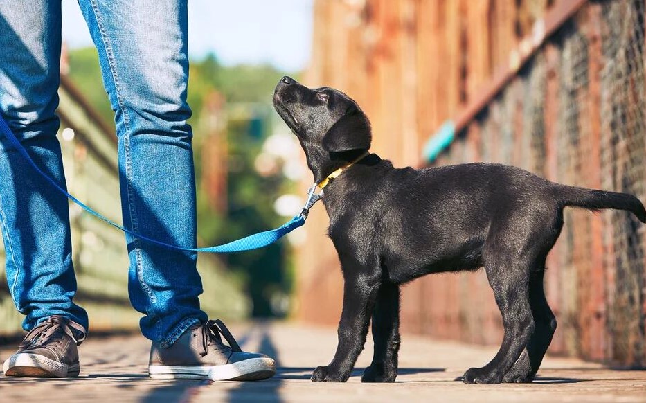 Realizarán esta semana el primer censo de mascotas en Posadas