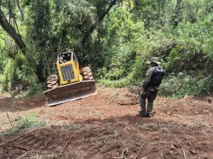 Trasladan a guardaparques y apuntan a madereros por apeo ilegal en Piñalito