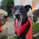 El Imusa lanzó campaña de adopción para ocho perros rescatados