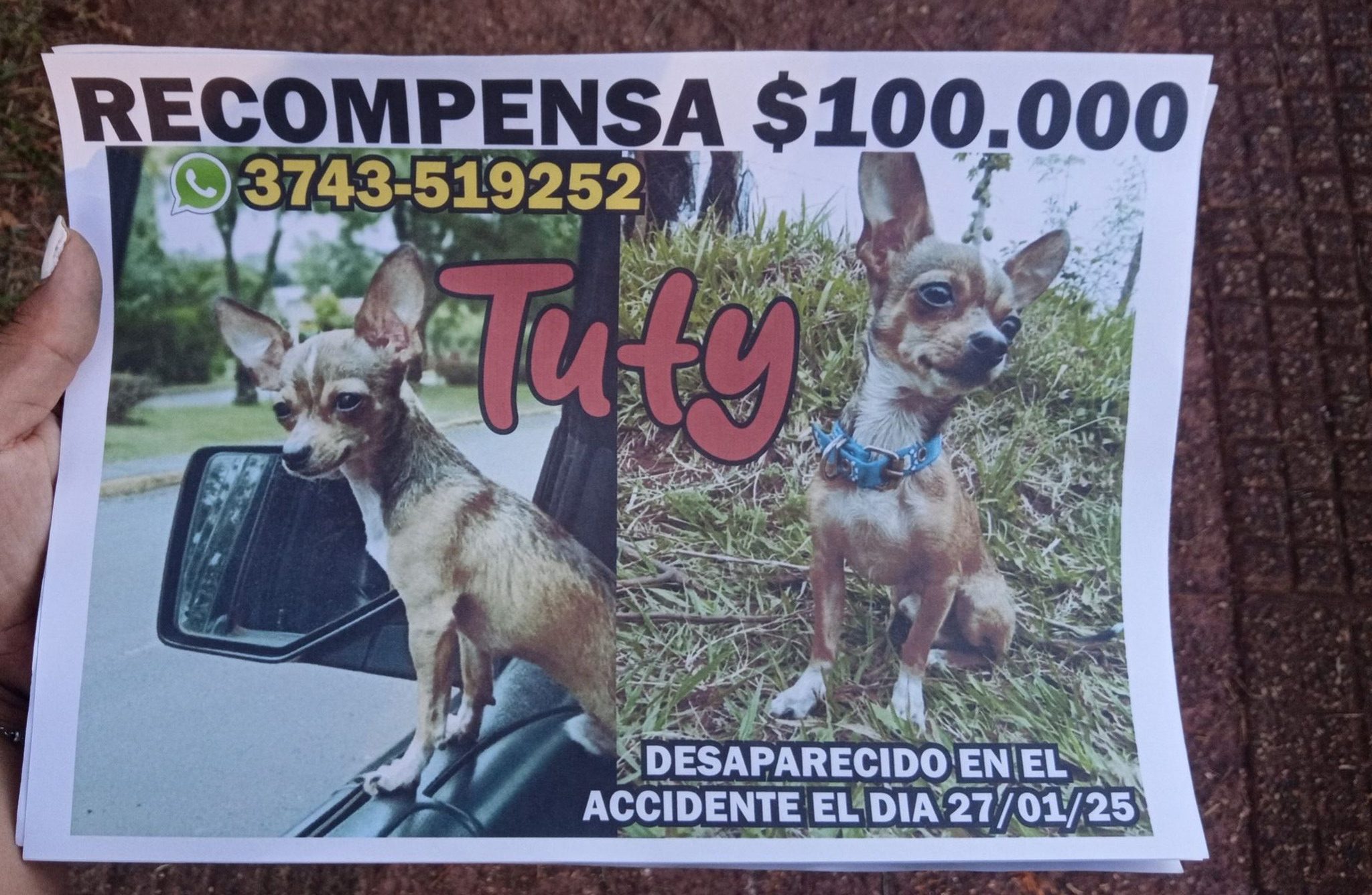 recompensa por tuty