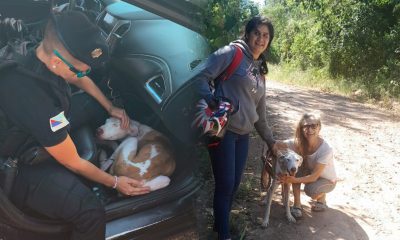 Buque, el perro albino que se reencontró con su familia tres años después