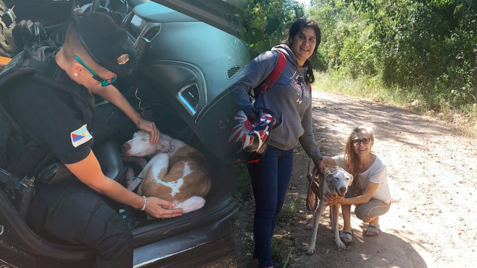 Buque, el perro albino que se reencontró con su familia tres años después